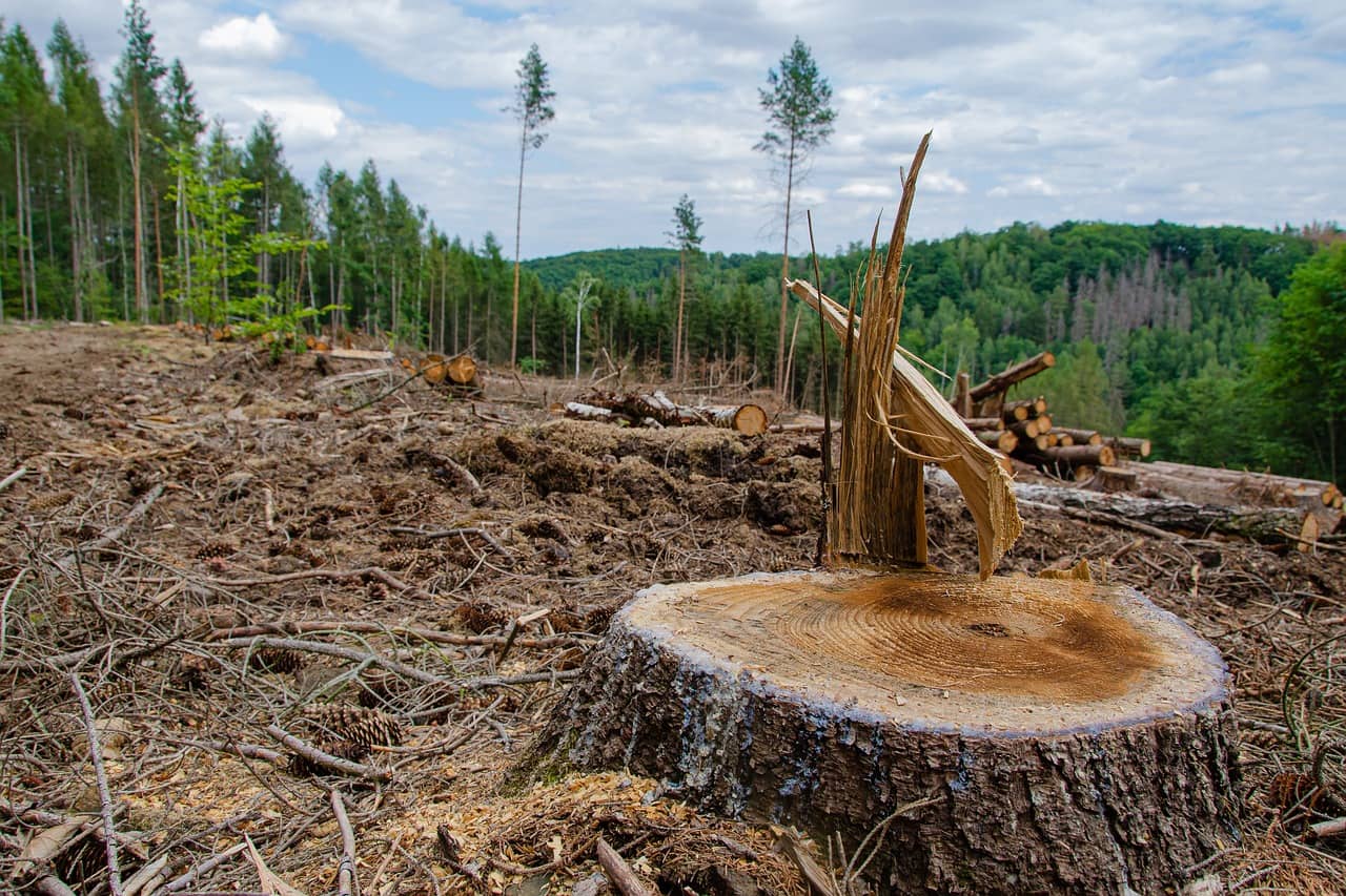 Déforestation : perte de surface forestière (Crédit : Kathas_Fotos)