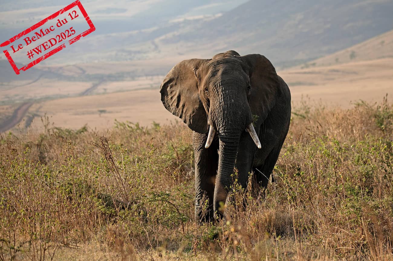 Un éléphant dans la brousse en Tanzanie (Crédit : MonicaMaxWest)
