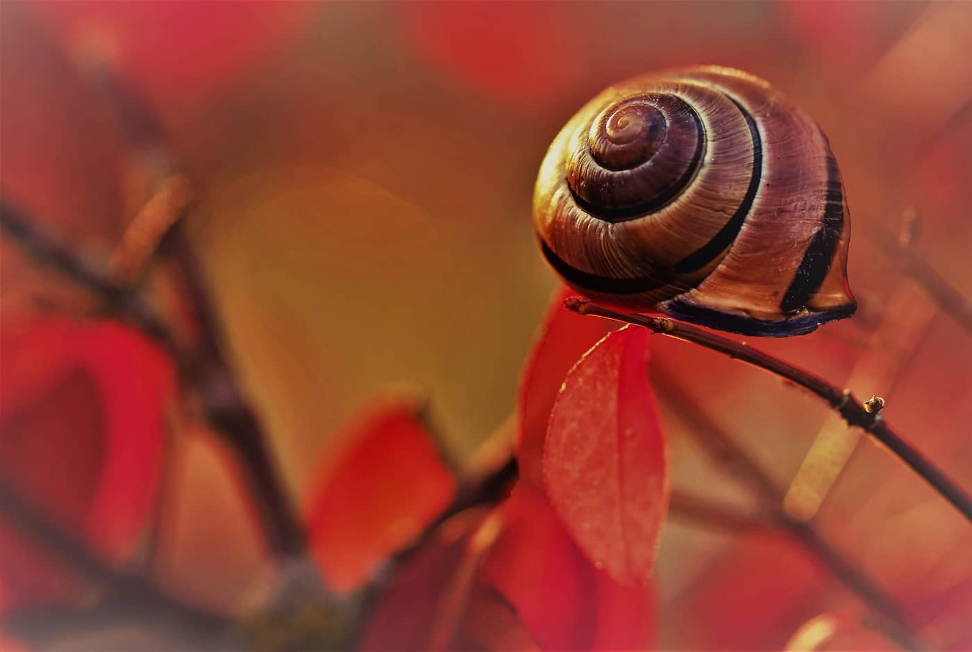 Un escargot sur une branche dans la nature (Crédit 3938030)