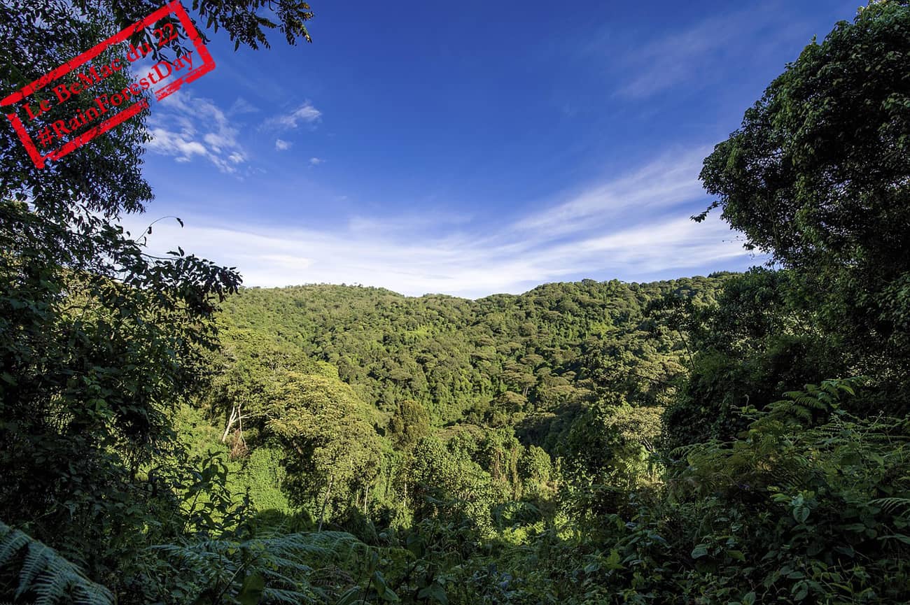 Forêt tropicale en Ouganda - jungle (Crédit : Reinout_dujardin1)