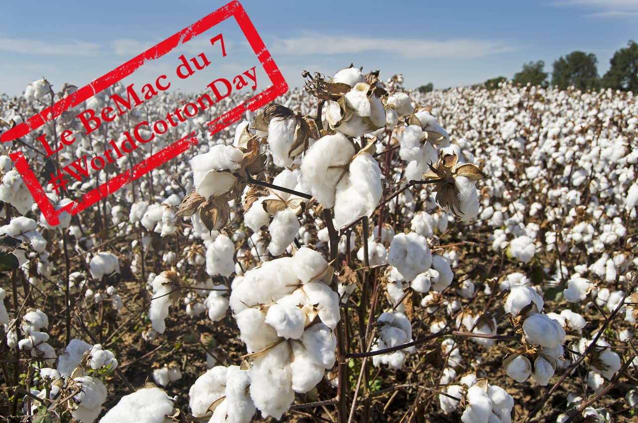 Journée mondiale du coton : un champs de coton