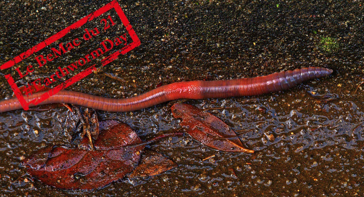 Earthworms Are Important, World Earthworm Day, Journée Mondiale Des Ver De Terre, Bemac