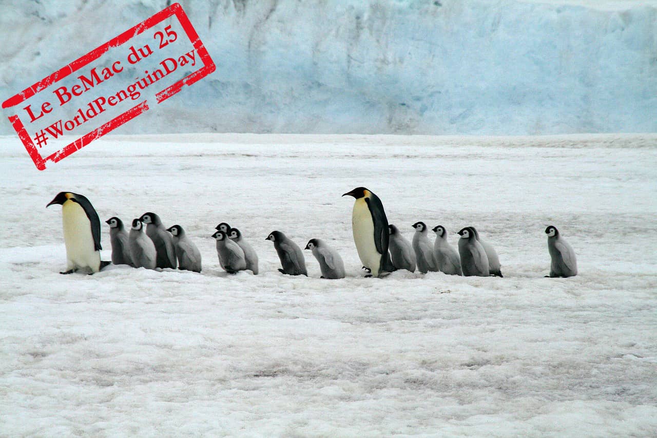 Manchots empereurs en Antarctique (Crédit : BDougherty)