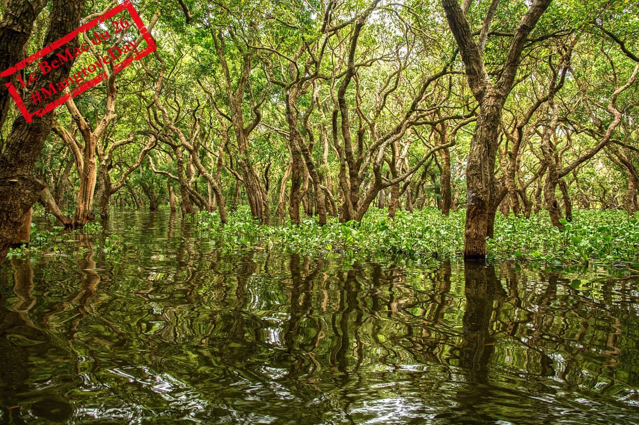 Mangrove à Kampong Plu au Cambodge (Crédit : Koachphillips)