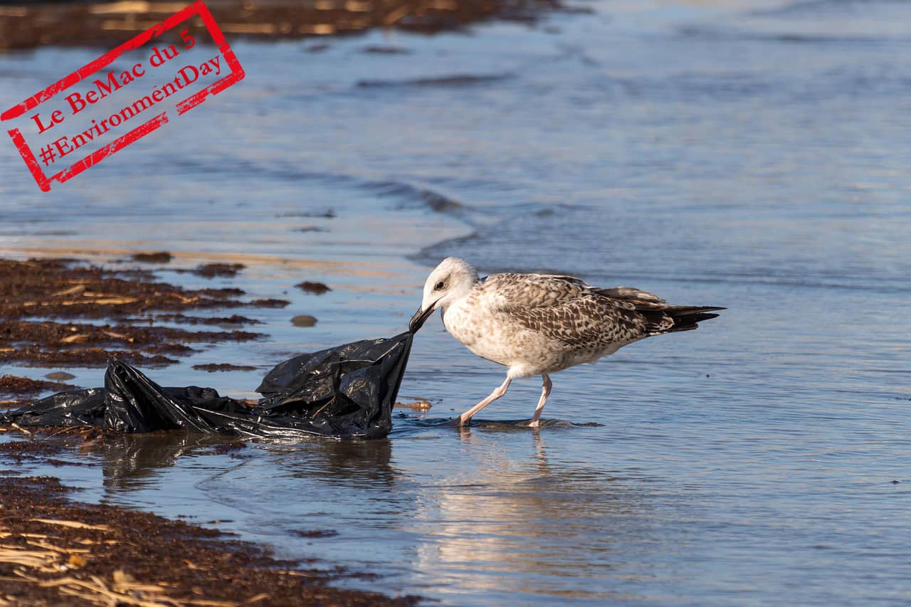 Pollution plastique : une mouette tirant un sac de la mer (Crédit : MechaOwl)