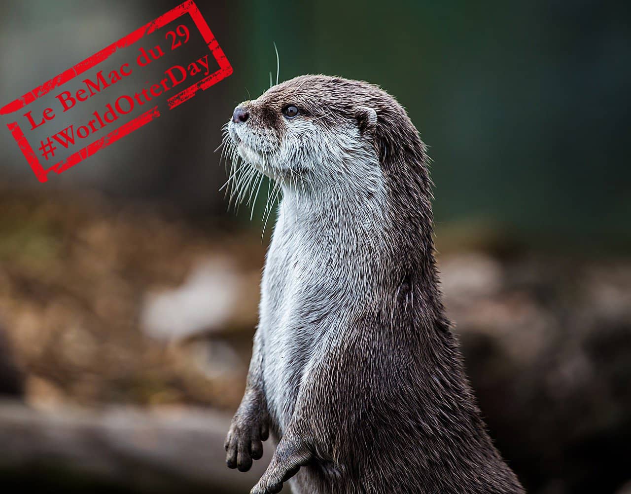 Une loutre dans la nature (crédit:Lovelooking)