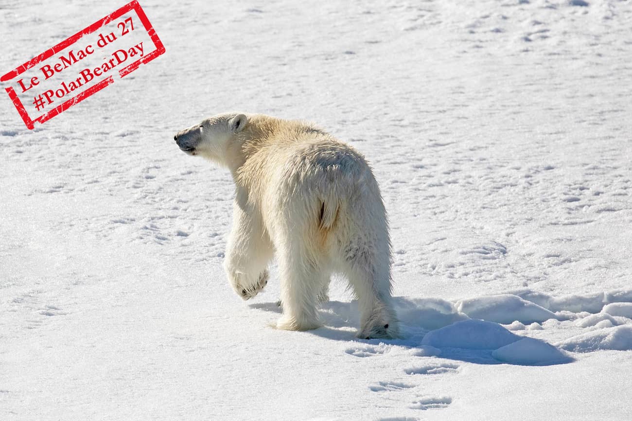 Un ours polaire sur la banquise de l’Artique (Crédit : MonicaMaxWest)
