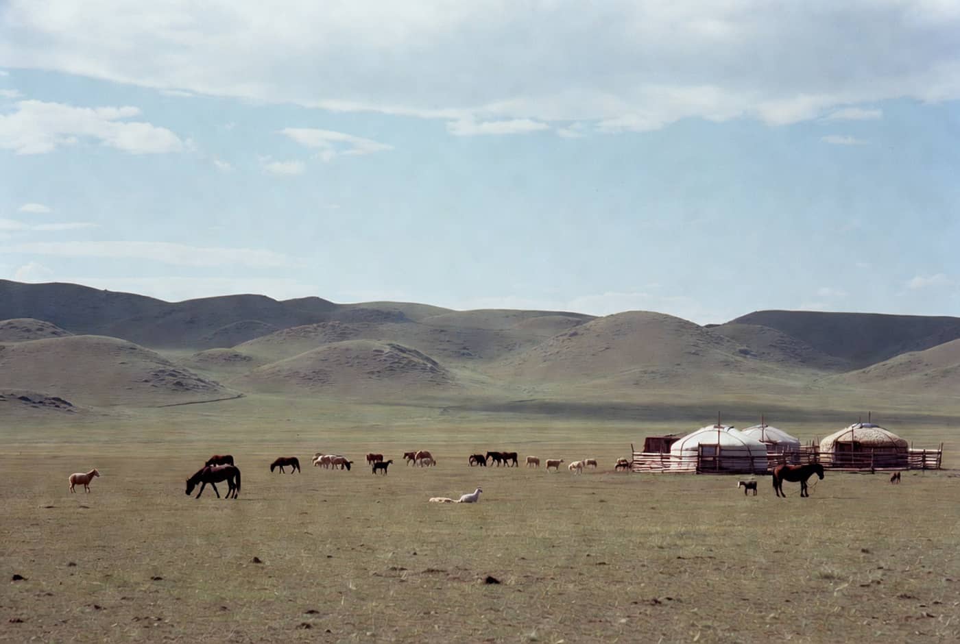 Paysage pastoral en Mongolie : animaux au pâturage et yourtes nomades (Crédit : Alex.I)