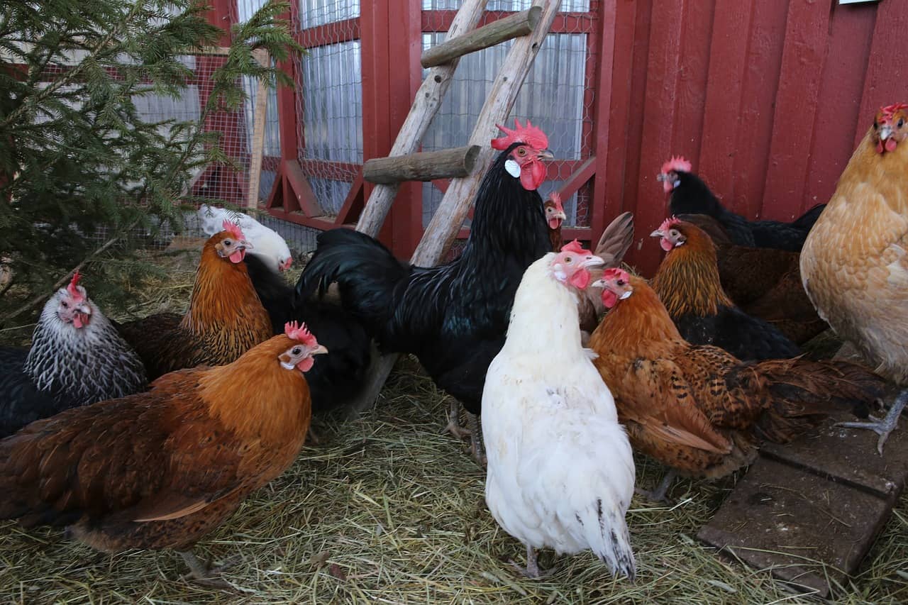 Un poulailler en bois avec des poules (Crédit : Reijotelaranta)