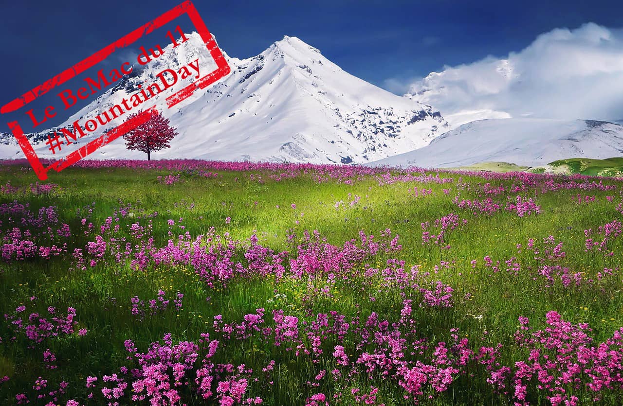 Journée internationale de la montagne : prairie des Alpes