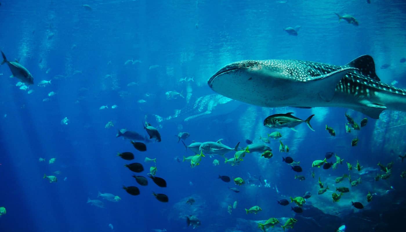 Un requin-baleine dans un aquarium (Crédit : JimmyDominico)