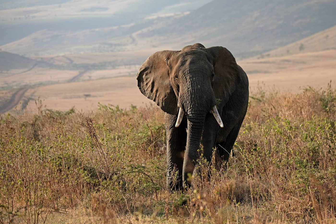 Un éléphant dans la brousse en Tanzanie (Crédit : MonicaMaxWest)