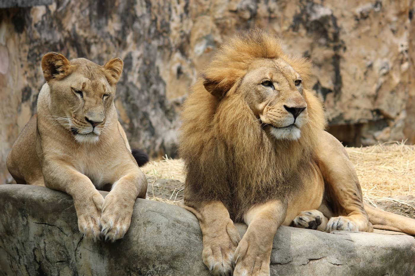 Un lion et une lionne sur un rocher (Crédit : Javallma)
