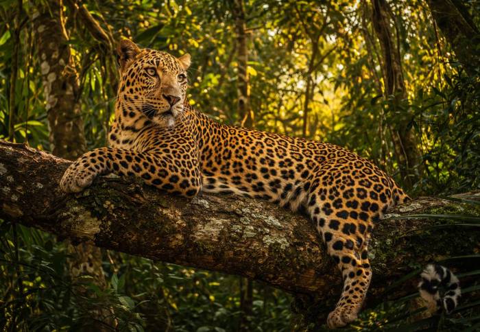 Un léopard adulte allongé sur une grosse branche (Crédit : Alex.I)