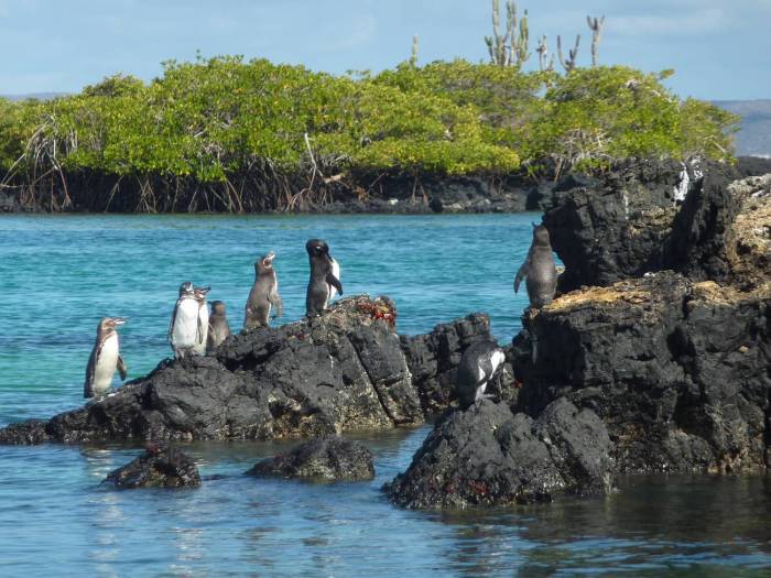Des manchots des Galápagos sur un rocher (Crédit : Sebastian_photos)