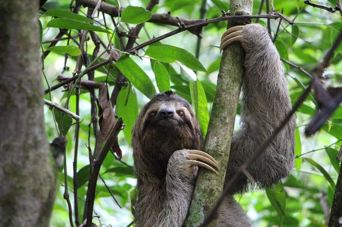 Un paresseux à 3 doigts dans son environnement tropical (Crédit : Myagi)