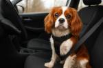 Cavalier King Charles attaché avec un harnais de voiture (Crédit : Alex.I)