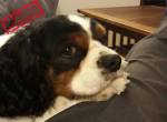 Looky : mon Cavalier King Charles depuis plus de 10 ans