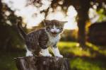 Un chaton expressif à la lolcat dans un jardin (Crédit : Leuchtturm81)