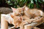 Deux chatons en pleine sieste sur un tabouret en bois (Crédit : Luxstorm)