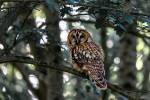Chouette hulotte posée sur une branche dans une forêt (Crédit : Alex.I)