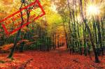 Équinoxe d’Automne : une forêt avec les couleurs de l’automne