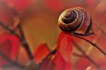 Un escargot sur une branche dans la nature (Crédit 3938030)