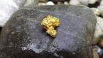 Une pépite d’or sur un rocher de rivière (Crédit : Hans)