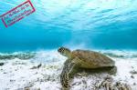 Une tortue marine verte au fond de l’océan (Crédit : Kanenori) Une tortue marine verte au fond de l’océan (Crédit : Kanenori)