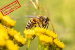 Une abeille qui butine une fleur (Crédit : Photorama)