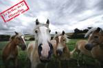 Des chevaux très curieux dans un pâturage (Crédit : Siebeckdotcom)