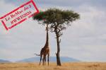 Journée mondiale de la vie sauvage : une girafe dans la savane