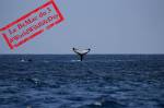 Vie sauvage : baleine à bosse dans l’océan