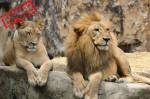 Un lion et une lionne sur un rocher (Crédit : Javallma)