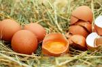 Des oeufs de poule et des coquilles dans un nid de foin (Crédit : Couleur)
