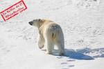 Un ours polaire sur la banquise de l’Artique (Crédit : MonicaMaxWest)