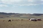 Paysage pastoral en Mongolie : animaux au pâturage et yourtes nomades (Crédit : Alex.I)