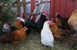 Un poulailler en bois avec des poules (Crédit : Reijotelaranta)