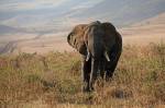 Un éléphant dans la brousse en Tanzanie (Crédit : MonicaMaxWest)
