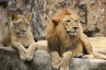 Un lion et une lionne sur un rocher (Crédit : Javallma)