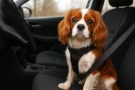 Cavalier King Charles attaché avec un harnais de voiture (Crédit : Alex.I)