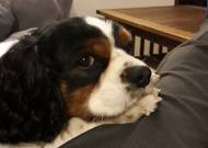 Looky : mon Cavalier King Charles depuis plus de 11 ans (Crédit : C.Thierry)