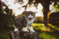Un chaton expressif à la lolcat dans un jardin (Crédit : Leuchtturm81)