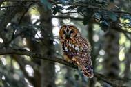 Chouette hulotte posée sur une branche dans une forêt (Crédit : Alex.I)