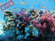 WOD 2025 : des coraux et poissons dans l’océan (Crédit : lpittman)