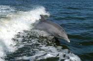 Un dauphin fendant les flots dans le sillage d’un bateau (Crédit : PublicDomainImages)