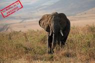 Un éléphant dans la brousse en Tanzanie (Crédit : MonicaMaxWest)