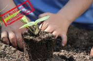 Un enfant qui repique des plantations au printemps (Crédit : Schauhi)