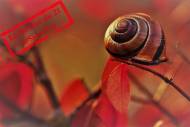 Journée internationale de la lenteur avec un escargot dans la nature
