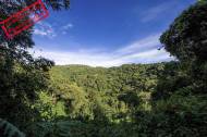 Forêt tropicale en Ouganda - jungle (Crédit : Reinout_dujardin1)